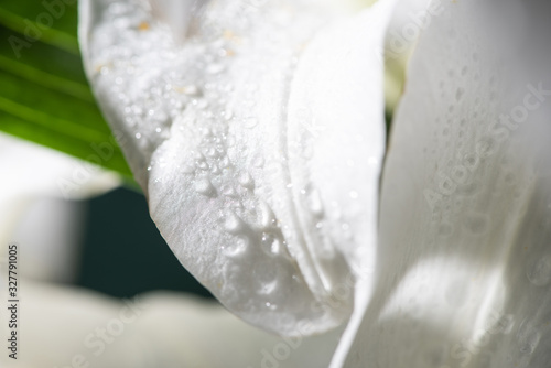 Fototapeta Naklejka Na Ścianę i Meble -  close up view of white petal of lily flower with water drops