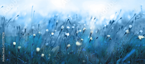 Mysterious soft blue misty morning in the meadow