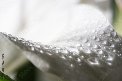 close up view of white petal of lily flower with water drops