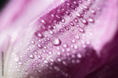 close up view of violet tulip petal with water drops