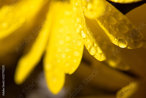 close up view of yellow daisy with water drops on petals