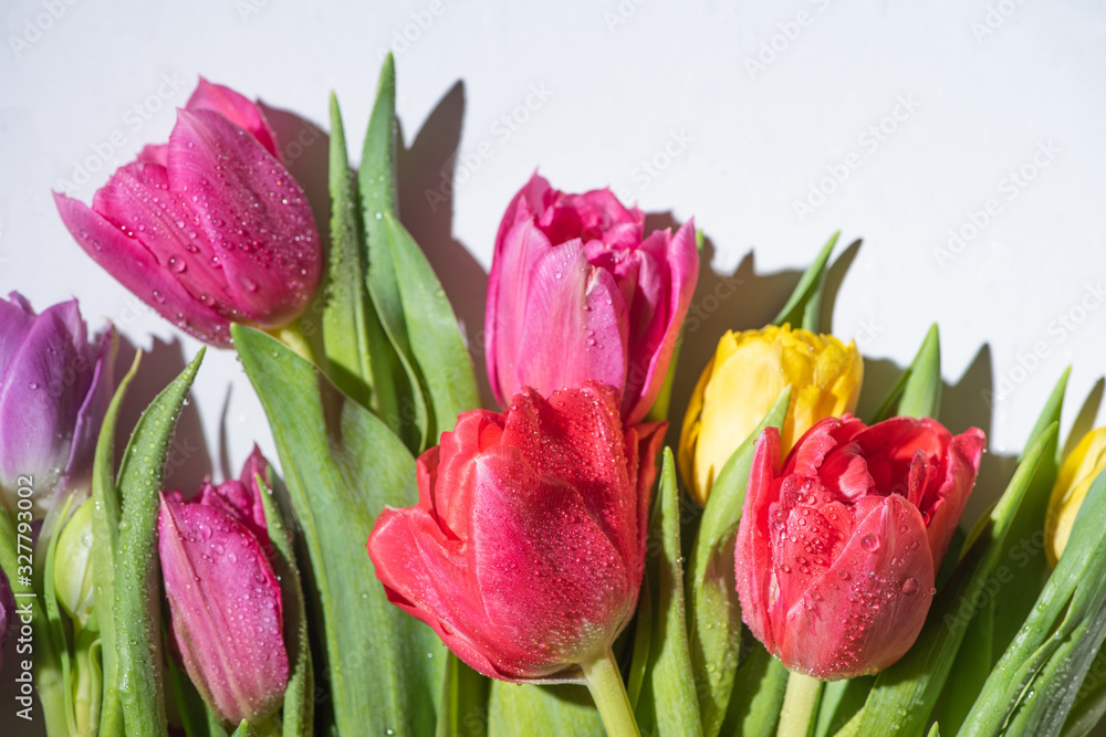 Fototapeta premium bouquet of colorful spring tulips with water drops on white background
