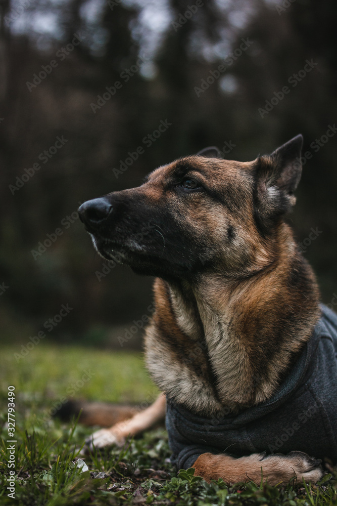 the black and tan german shepherd is looking away from the camera. the dog looks very calm and handsome. he is sniffing the air and looks very relaxed. the german shepherd has very large pricked ears.