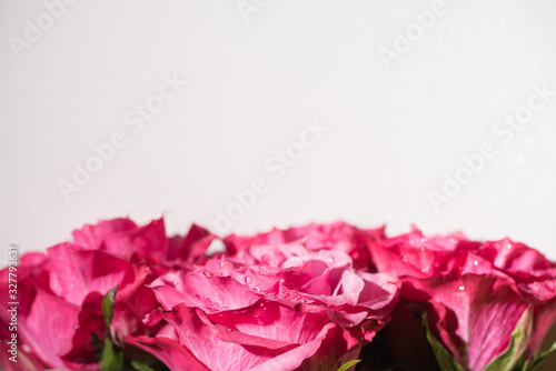 close up view of pink roses with water drops isolated on white