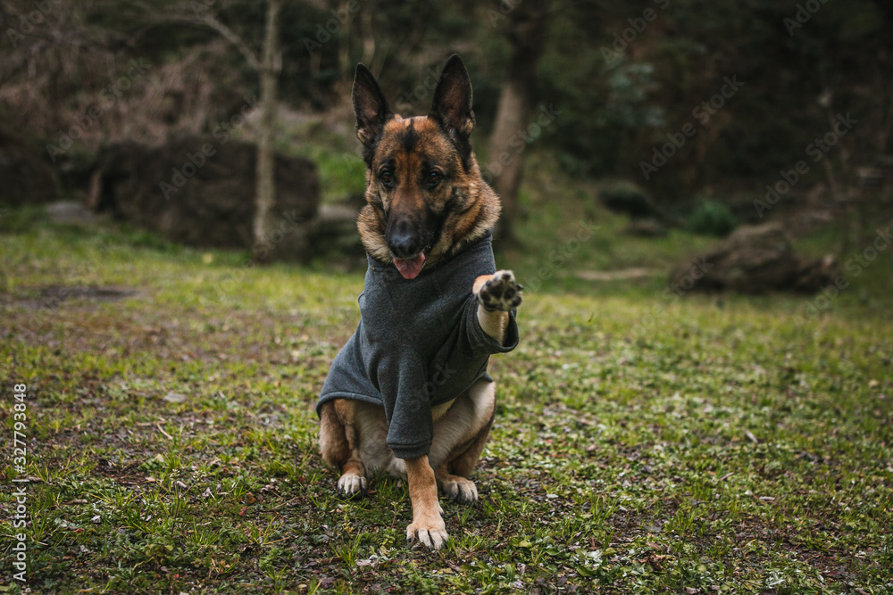 a german shepherd is waving his paws.this is a dog trick and it is very cute.. the german shepherd is very well trained and loves trick training. the dog is very intelligent and knows many things. a german shepherd is waving his paws.this is a dog trick and it is very cute.. the german shepherd is very well trained and loves trick training. the dog is very intelligent and knows many things.