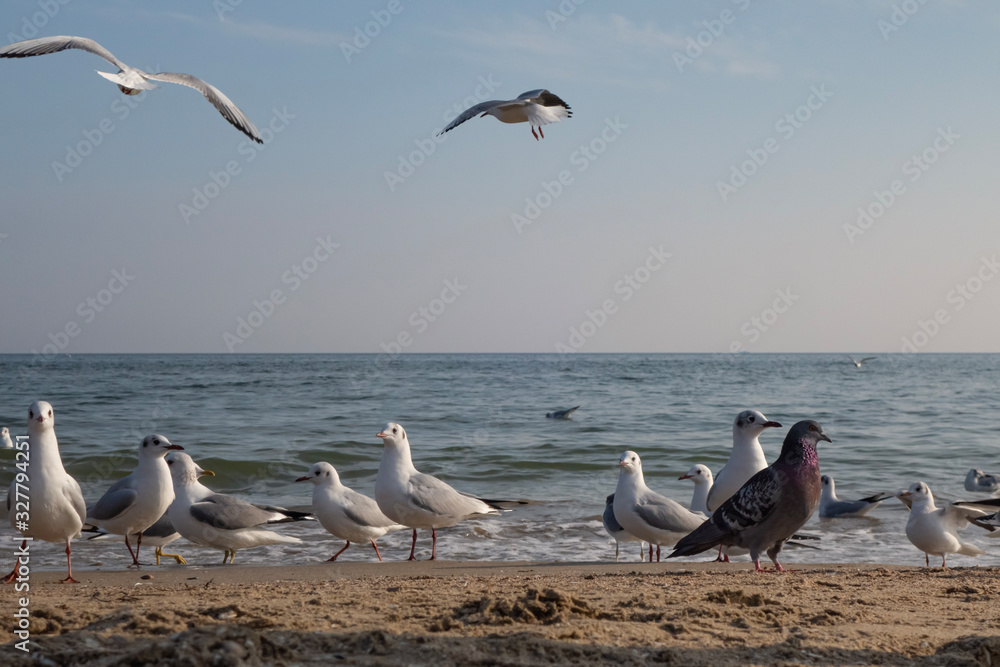 Obraz premium Seagulls and pigeons on the seashore on the beach on a sunny spring day.