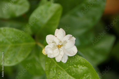 close up of jasmine flowers in a garden