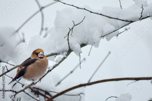Goldfinch sitting on branch in winter season