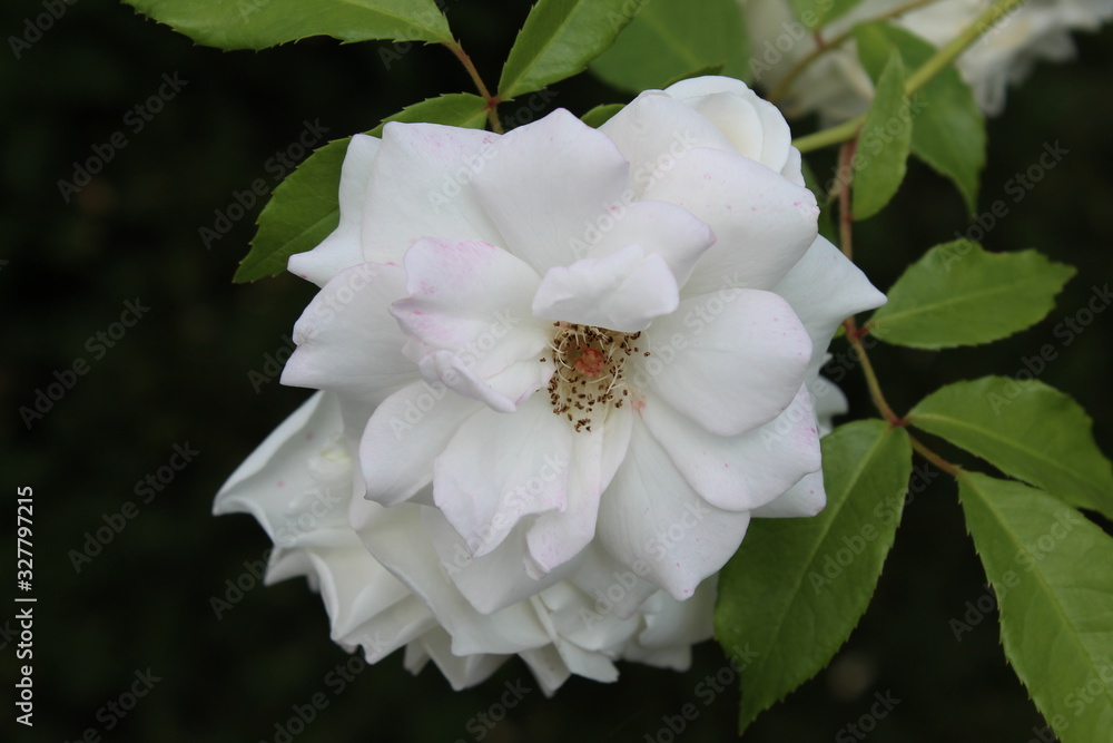 Obraz premium white flower in the garden