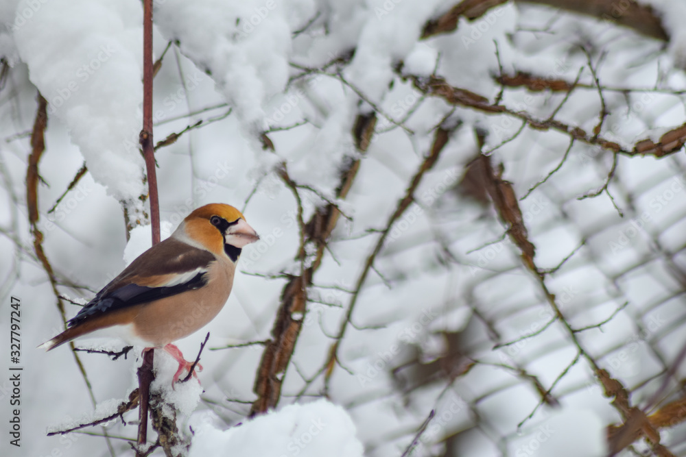 Goldfinch sitting on branch in winter season Goldfinch sitting on branch in winter season