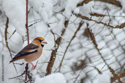 Goldfinch sitting on branch in winter season © Mihai