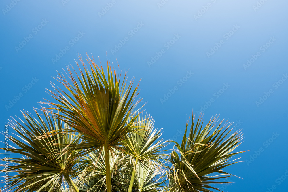 Palm tree in blue sky. Tropical beach background