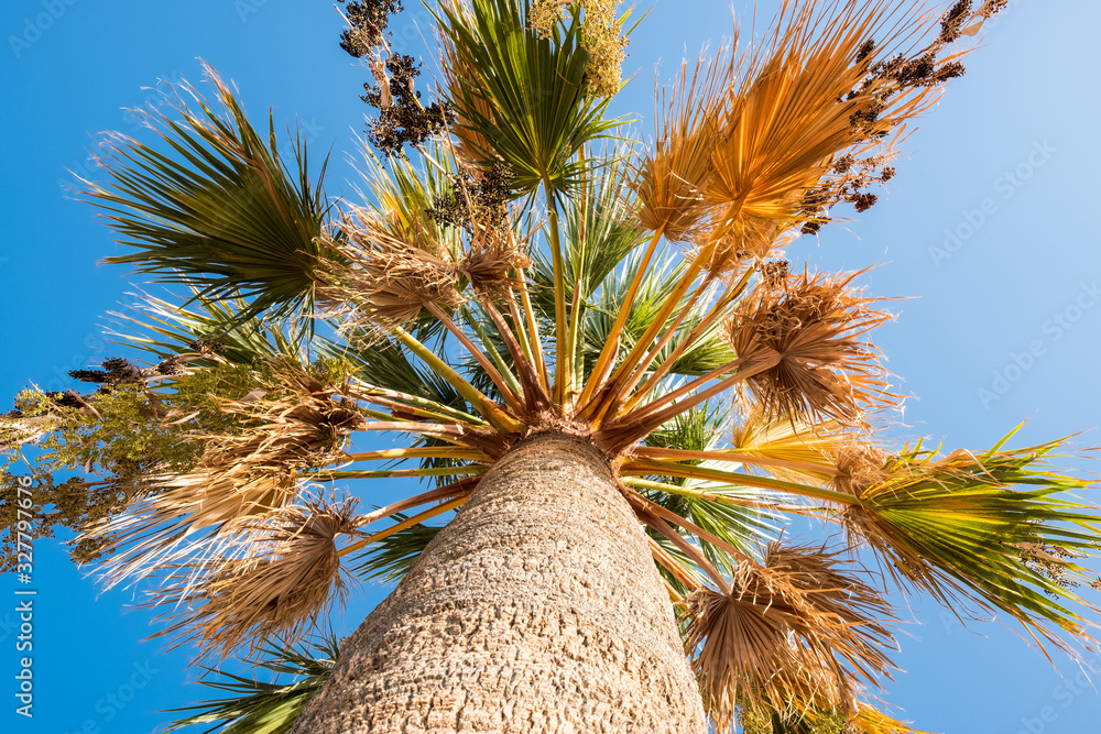 Obraz premium Palm tree in blue sky. Tropical beach background