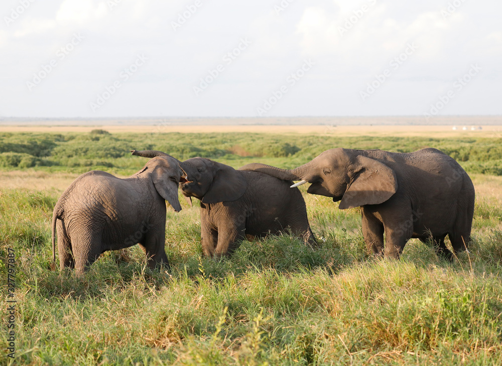 Elephants in Amboseli Nationalpark, Kenya, Africa Elephants in Amboseli Nationalpark, Kenya, Africa
