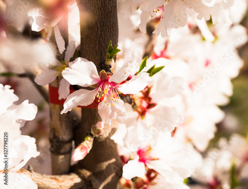 blooming peach trees in spring photo