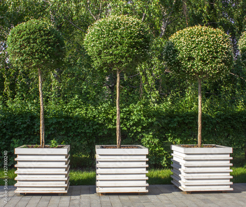 three trimmed spherical young trees in the white wooden baskets on a background of green forest