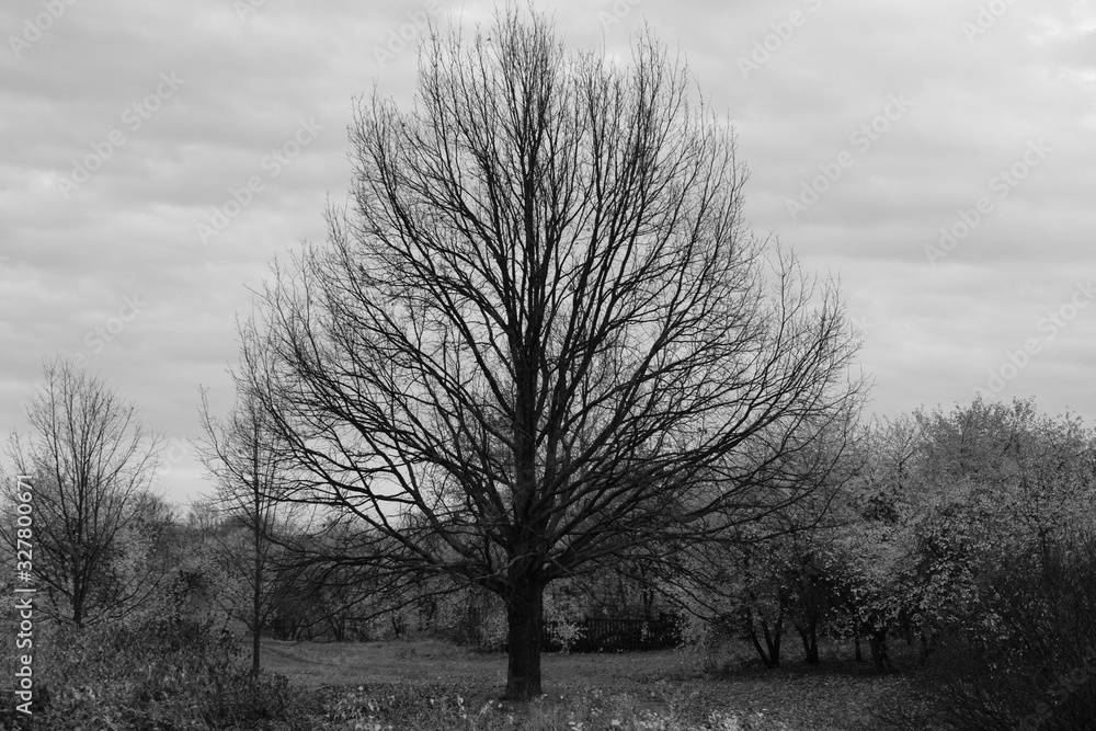 Naklejka premium Dramatic landscape image with huge tree. Black and white shot