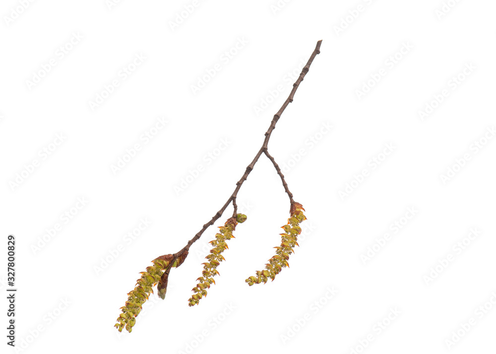 Blossoming branch with flowers. Single spring tree branch with flowers and buds, isolated on white background. Stick tree branch from nature for design. Blossoming branch with flowers. Single spring tree branch with flowers and buds, isolated on white background. Stick tree branch from nature for design.