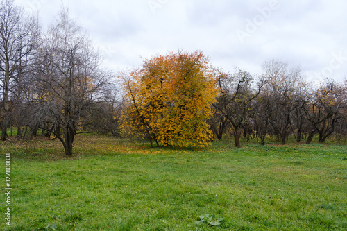 Trees in early autumn. Yellow leaves on trees