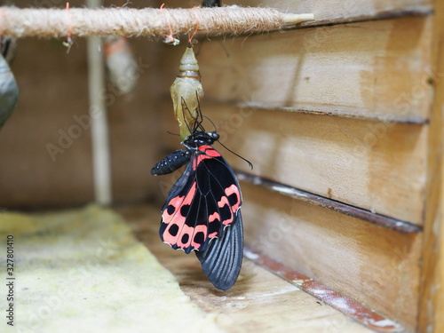 Swallowtail on cocon. beautiful tropical butterfly hatched from a cocoon