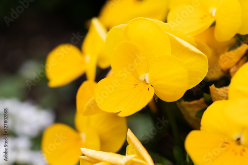 Gentle yellow flowers in spring