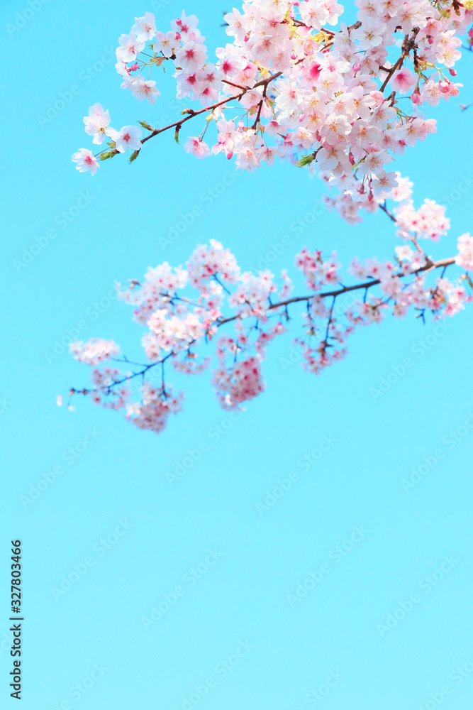 桜 桜