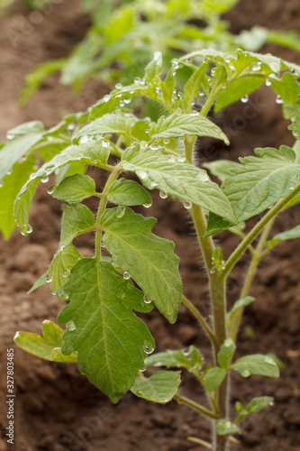Obraz na płótnie Young tomato plant on a garden bed in the morning.