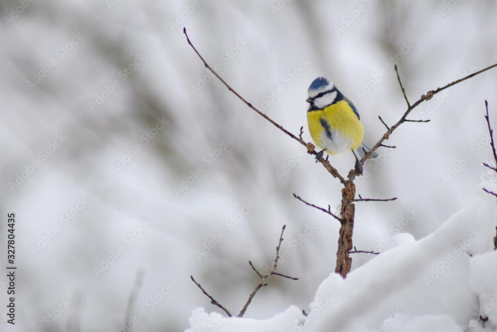 Blue tit sitting on branch tree in winter time Blue tit sitting on branch tree in winter time