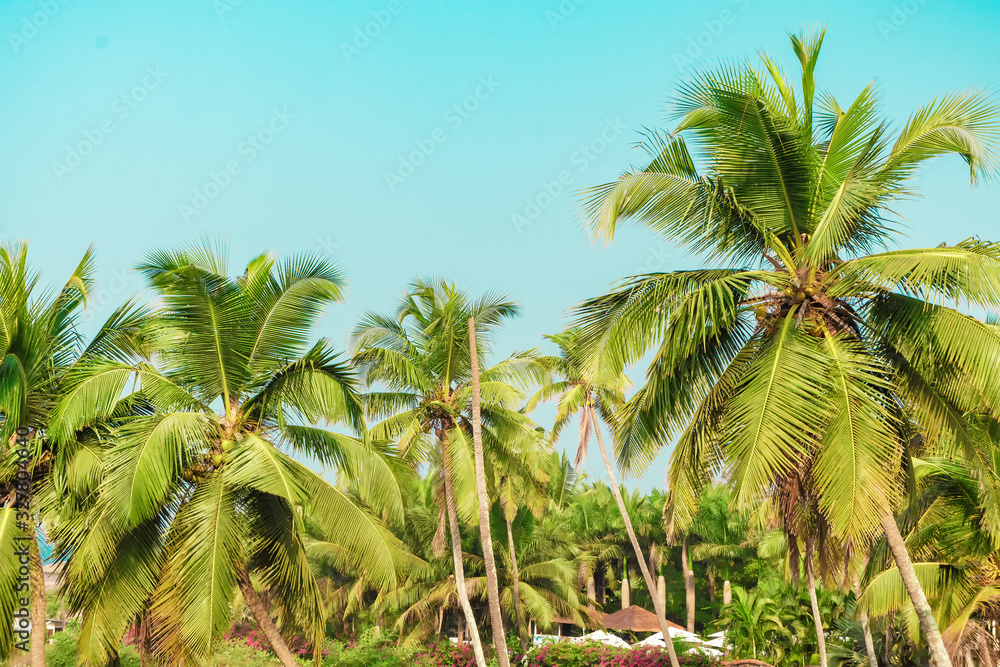 Palm trees against a blue sky. Copy space.