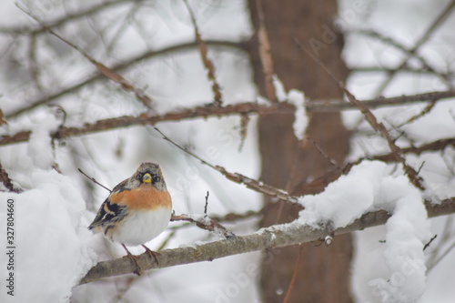 Finch bird winter in wildlife  © Mihai