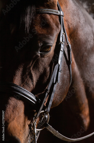 Horse with bridle in close-up of the eyes of Ganash area. Flashed in color and from behind! LowKey recording..