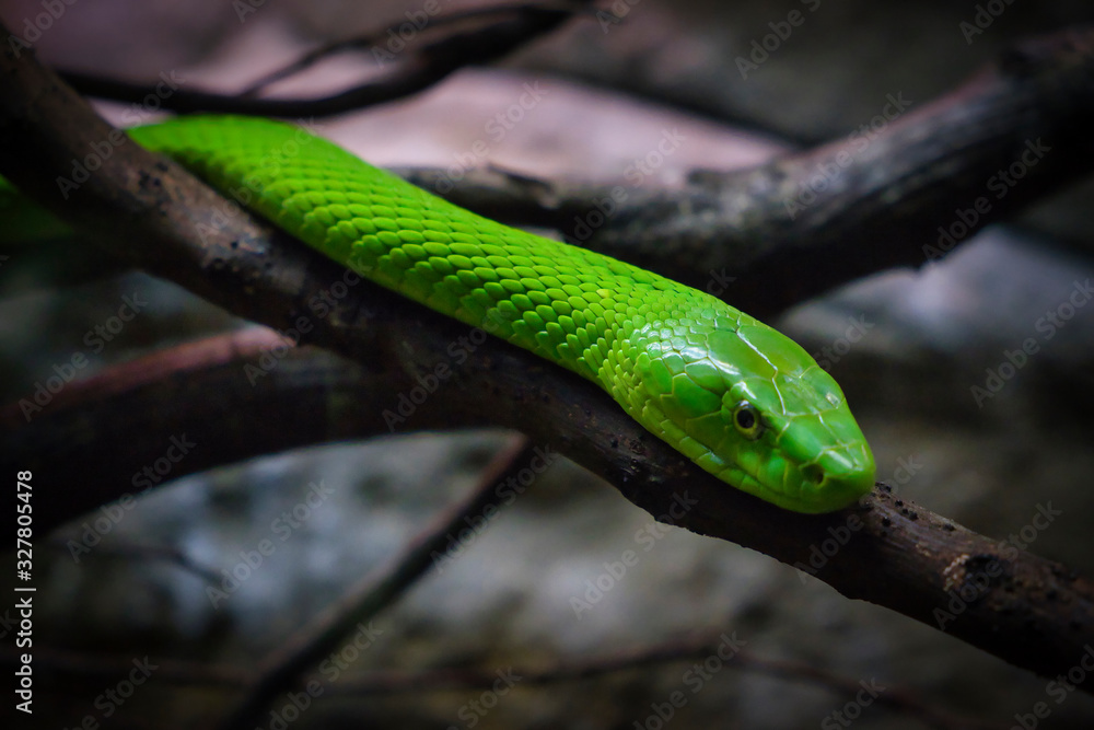 Obraz premium Green mamba moving in the branches.