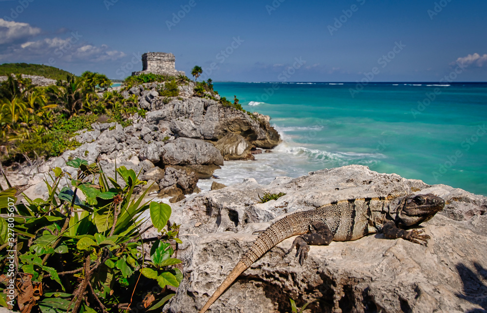 Lizard sunbathes in the ruins of Tulum, with the sea in the background.