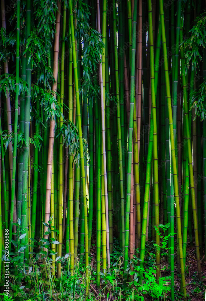 Bamboo garden in idyllic landscape Bamboo garden in idyllic landscape