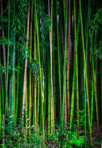 Bamboo garden in idyllic landscape