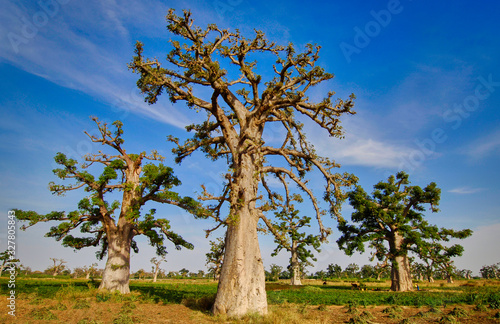 Panoramic of Baobas in Senegal lands. photo