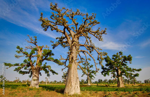 Fotografie Panoramic of Baobas in Senegal lands.