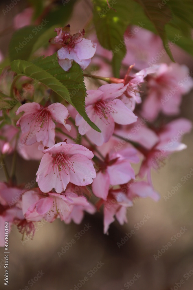 Obraz premium 河津桜