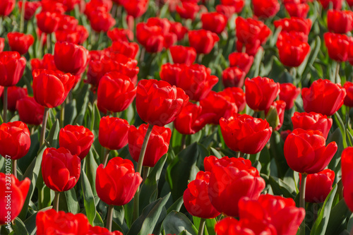 Red tulips in the garden  macro photography  blooming glades  bright background