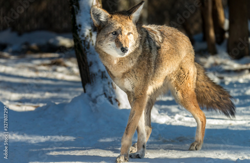 coyote in winter 