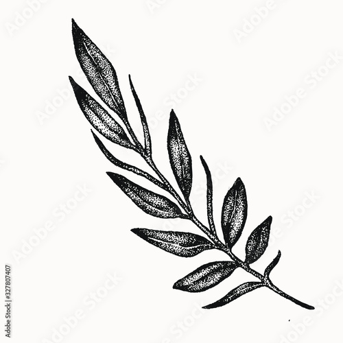 branch plant leaf botanical hand drawn isolated vector artwork. Trending greenery illustrations for wedding. Drawing for your creative projects, tattoo, posters, floral compositions, graphic design.