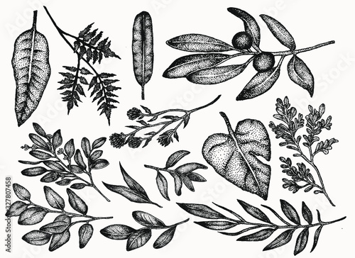 botanical vintage plants and flowers vector illustration set . Beautiful illustrations hand drawn in stippling style. Isolated elements for graphic design, transparent clip art for your creativity.