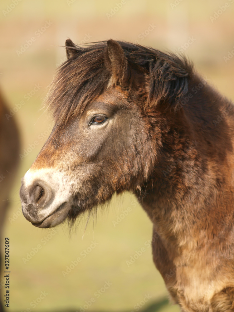 Fototapeta premium Exmoor Pony Headshot