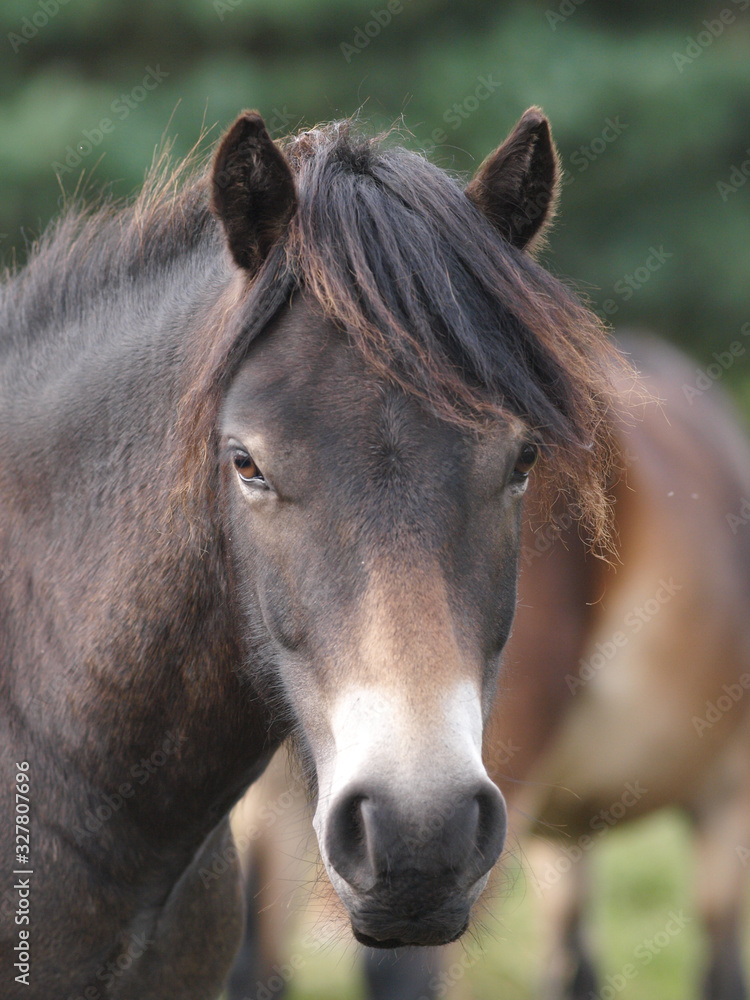 Fototapeta premium Exmoor Pony Headshot