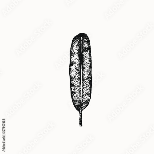 Banana leaf illustration isolated hand drawn vector. Drawing in stippling ink tecnhique. Isolated design for your creative projects , tattoo art, posters, postcards, social media icons.