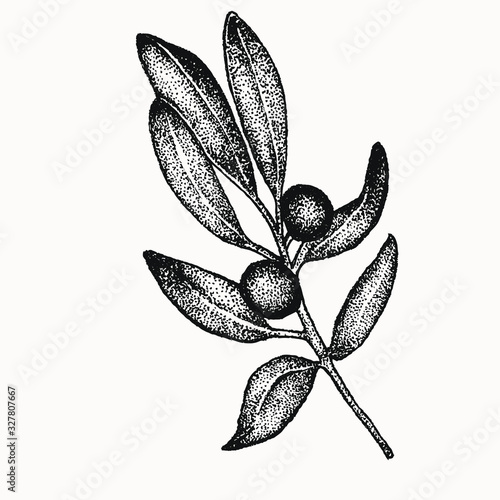 orange tree botanical plant with fruits illustration. Trending wedding greenery clip art isolated vector. Drawing for your creative projects , tattoos, posters, invitations. floral compositions.