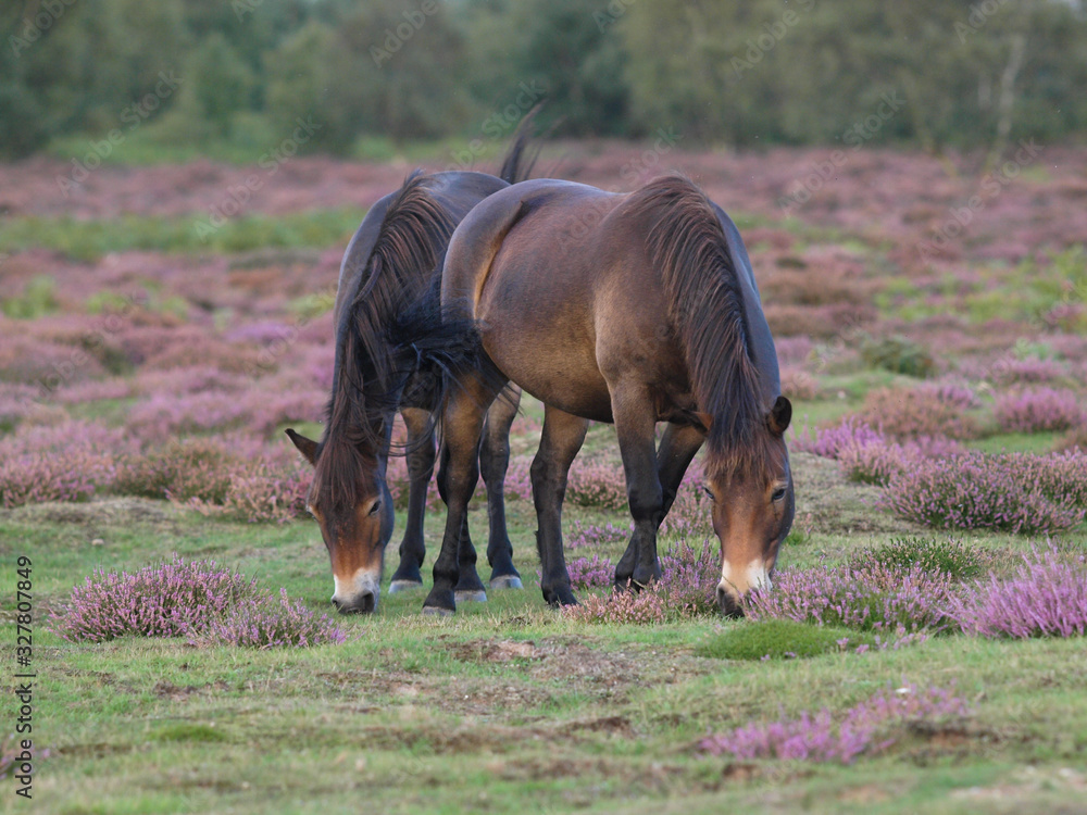 Fototapeta premium Two Rare Breed Ponies