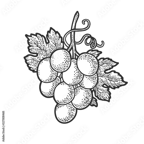 small bunch of grapes sketch engraving vector illustration. T-shirt apparel print design. Scratch board imitation. Black and white hand drawn image.