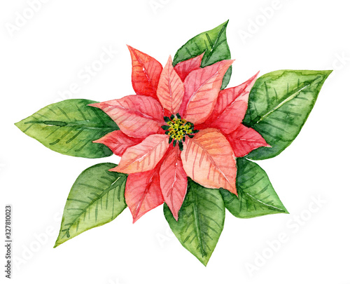 Watercolor red Christmas flower hand-drawn. Winter floral.
