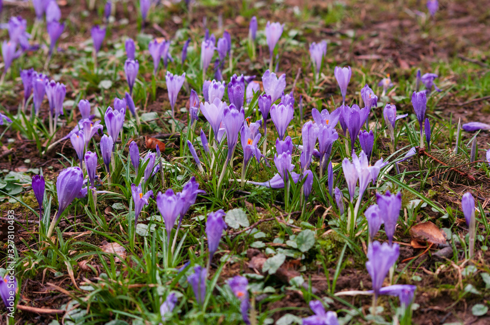 Field of Crocus flowers in grass, easter season, womans day. Field of Crocus flowers in grass, easter season, womans day.